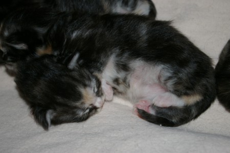 1 week oud