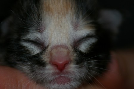 2 dagen oud