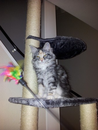 13 weken oud bij de nieuwe eigenaar.